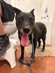 Found/Stray Female Dog last seen Frontier, Albuquerque, NM 87108