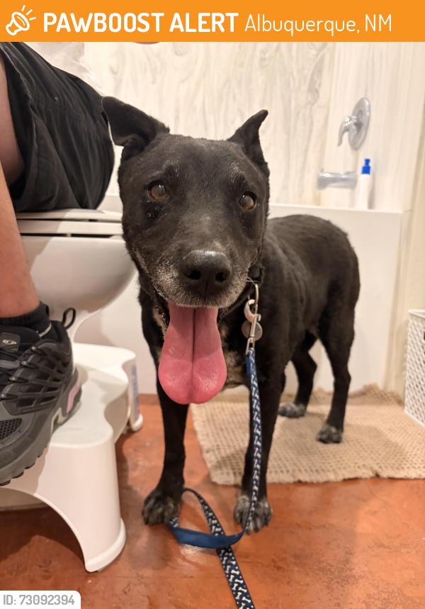 Found/Stray Female Dog last seen Frontier, Albuquerque, NM 87108