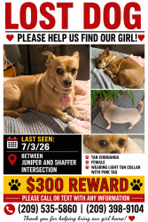 Lost Female Dog last seen Juniper and Shaffer, City of Atwater, CA 95301