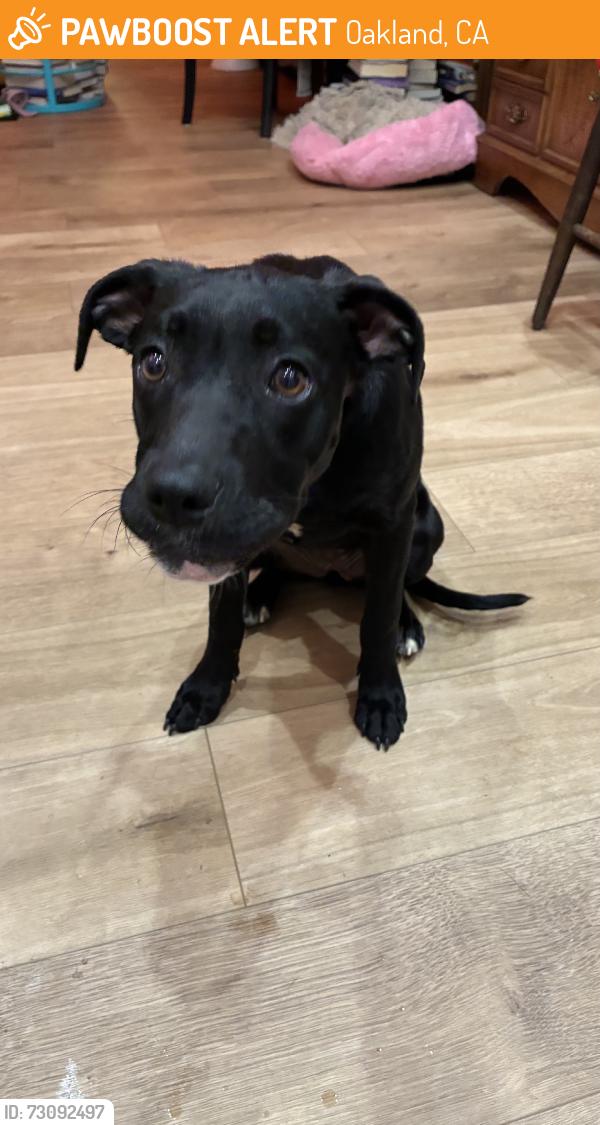 Found/Stray Female Dog last seen Outlook and 69th Ave, Oakland, CA 94605