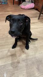 Found/Stray Female Dog last seen Outlook and 69th Ave, Oakland, CA 94605