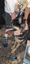 Found/Stray Male Dog last seen Weber, Columbus, OH 43211
