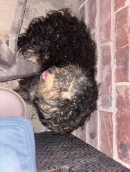 Found/Stray Unknown Dog last seen Willard road and Quail Run, Fort Worth, TX 76112