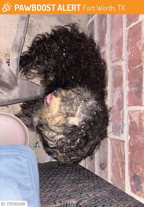 Found/Stray Unknown Dog last seen Willard road and Quail Run, Fort Worth, TX 76112