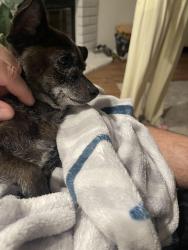 Found/Stray Female Dog last seen Campus park, Bakersfield, CA 93311