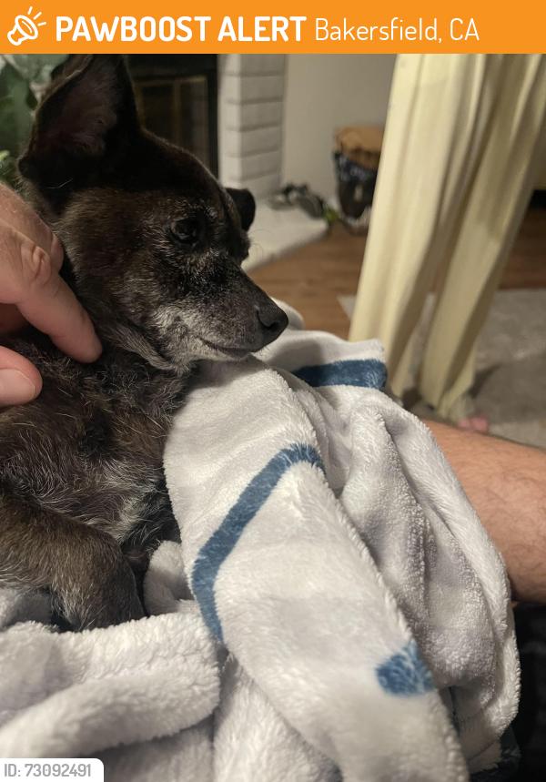 Found/Stray Female Dog last seen Campus park, Bakersfield, CA 93311