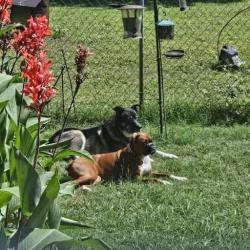 Reunited Female Dog last seen Maggie is boxer that went missing night of July 4th, Denison, TX 75021