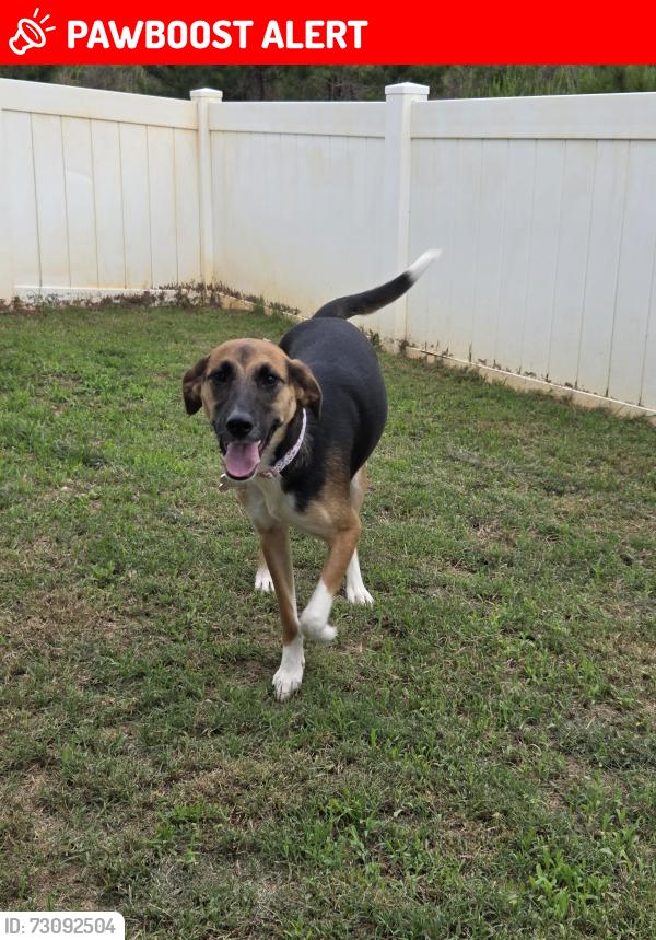 Lost Female Dog last seen Shaw Heights Scool, Shaw Air Force Base, SC 29152