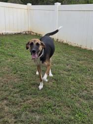 Lost Female Dog last seen Shaw Heights Scool, Shaw Air Force Base, SC 29152