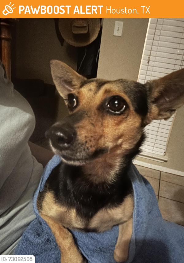 Found/Stray Female Dog last seen Jones and Fallbrook, Houston, TX 77065