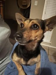 Found/Stray Female Dog last seen Jones and Fallbrook, Houston, TX 77065