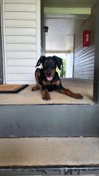 Lost Male Dog last seen ziert road, Huntsville, AL 35824