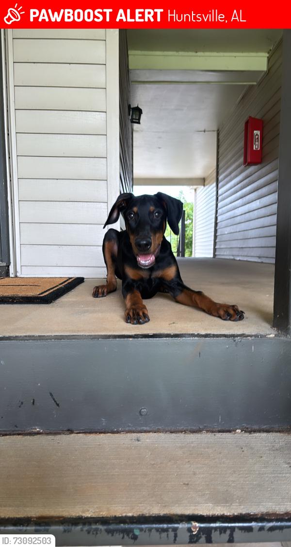 Lost Male Dog last seen ziert road, Huntsville, AL 35824