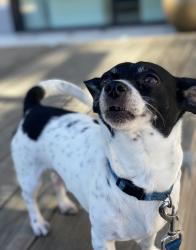 Lost Male Dog last seen Ocala and white area, San Jose, CA 95127