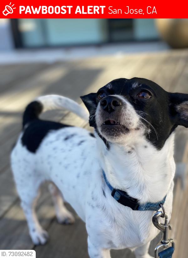 Lost Male Dog last seen Ocala and white area, San Jose, CA 95127