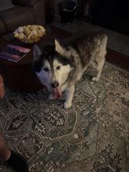 Found/Stray Male Dog last seen Long St.and Mountain , Carson City, NV 89703