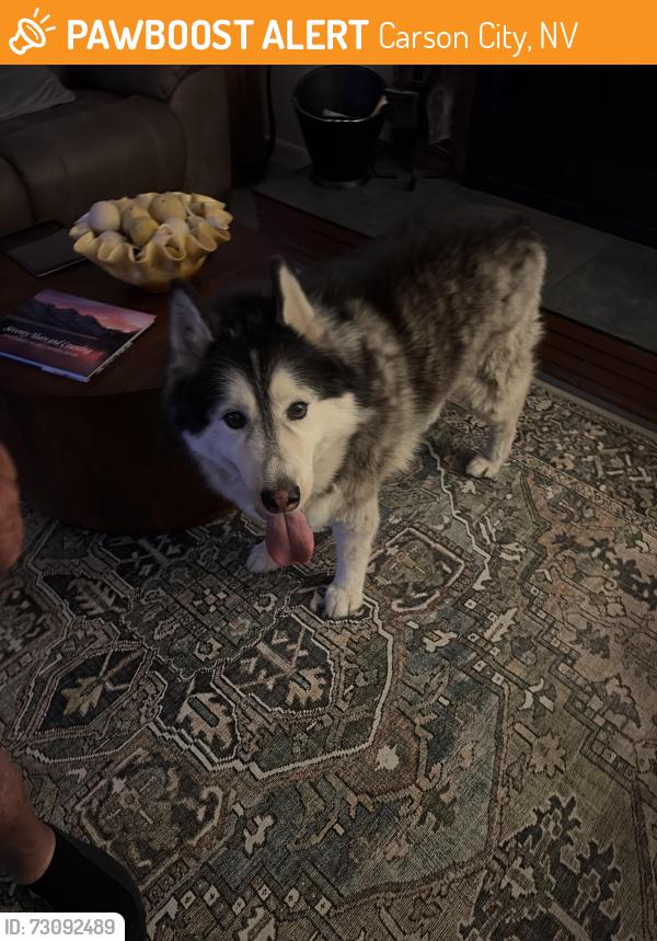 Found/Stray Male Dog last seen Long St.and Mountain , Carson City, NV 89703