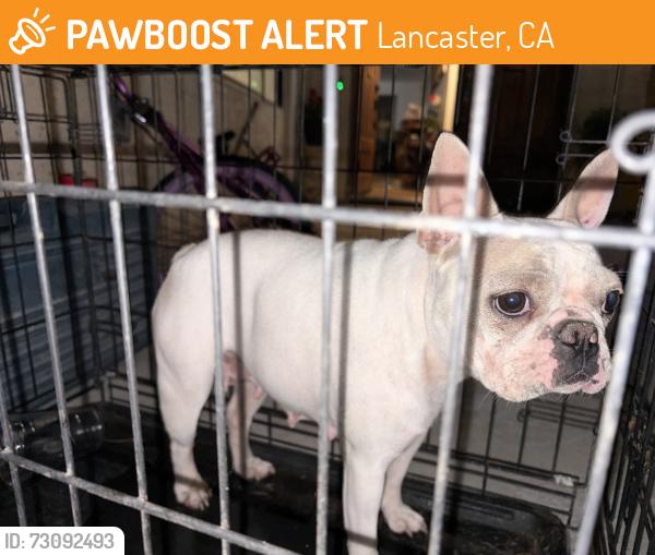 Found/Stray Female Dog last seen Near stanridge ave and cemetery, Lancaster, CA 93535