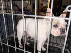 Found/Stray Female Dog last seen Near stanridge ave and cemetery, Lancaster, CA 93535