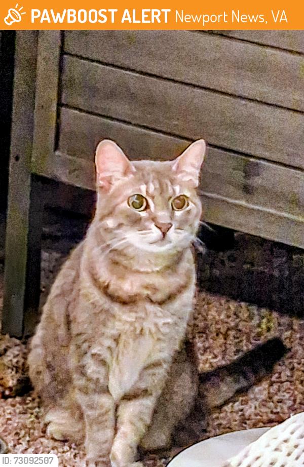 Found/Stray Female Cat last seen Menchville area, Newport News, VA 23602