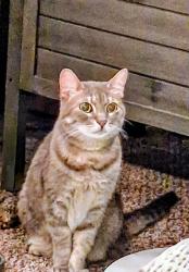 Found/Stray Female Cat last seen Menchville area, Newport News, VA 23602