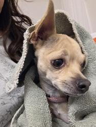 Found/Stray Female Dog last seen Aspen and Grape drive, Moses Lake, WA 98837