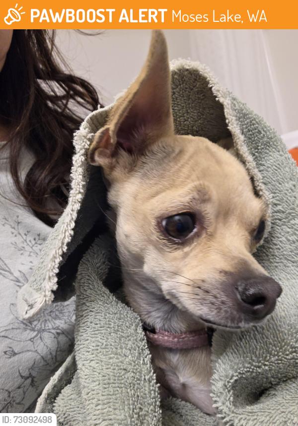 Found/Stray Female Dog last seen Aspen and Grape drive, Moses Lake, WA 98837