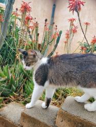 Reunited Female Cat last seen Maria Ave, Spring Valley, CA 91977, USA, Spring Valley, CA 91977