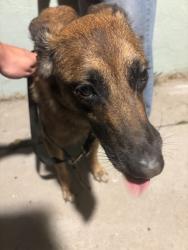 Found/Stray Female Dog last seen Right by Juarez Lincoln Elementary, San Diego, CA 92154