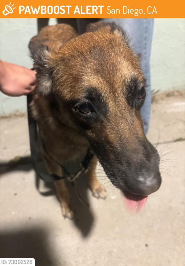 Found/Stray Female Dog last seen Right by Juarez Lincoln Elementary, San Diego, CA 92154
