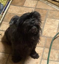 Lost Male Dog last seen Kroger, Noblesville, IN 46060