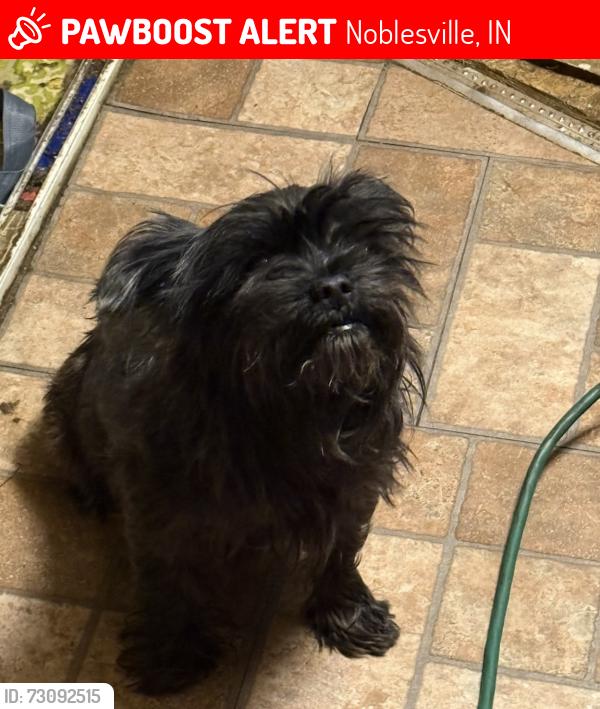 Lost Male Dog last seen Kroger, Noblesville, IN 46060