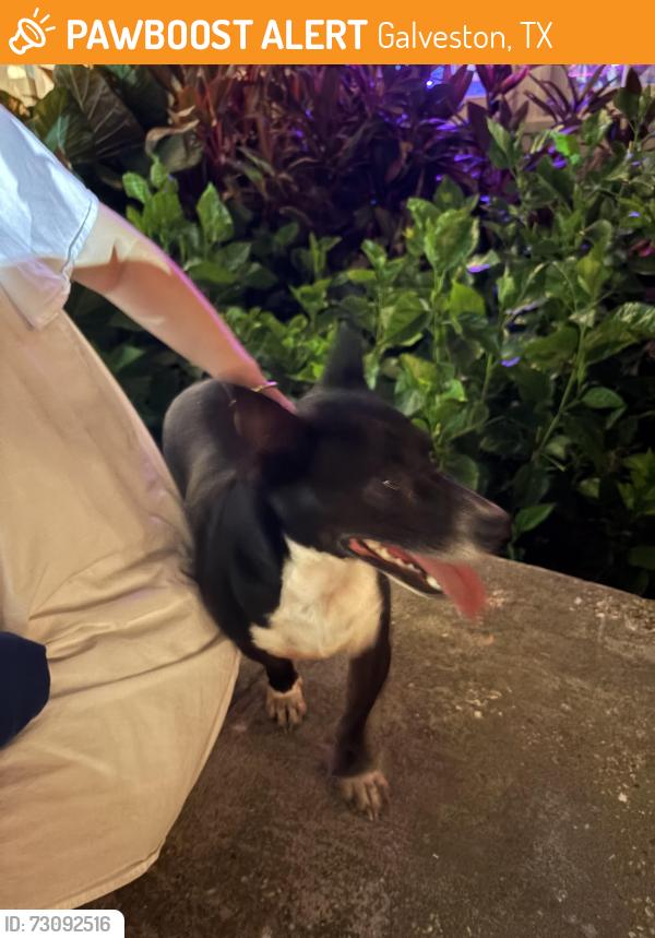 Found/Stray Male Dog last seen Sewall and moody, Galveston, TX 77550