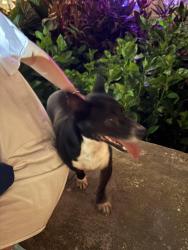 Found/Stray Male Dog last seen Sewall and moody, Galveston, TX 77550
