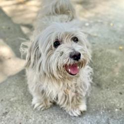 Shelter Stray Male Dog last seen Near Edes ave, Oakland, , 1101 29th Ave, Oakland, CA 94601, USA