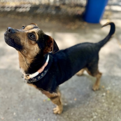 Shelter Stray Male Dog last seen Near Edes ave, Oakland, , 1101 29th Ave, Oakland, CA 94601, USA
