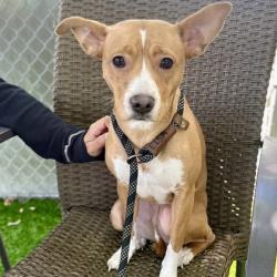 Shelter Stray Female Dog last seen OAS parking lot, Oakland, , 1101 29th Ave, Oakland, CA 94601, USA