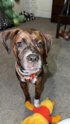 Lost Male Dog last seen 186th st by el palacio de los jugos or good shepherd child care center, Cutler Bay, FL 33157