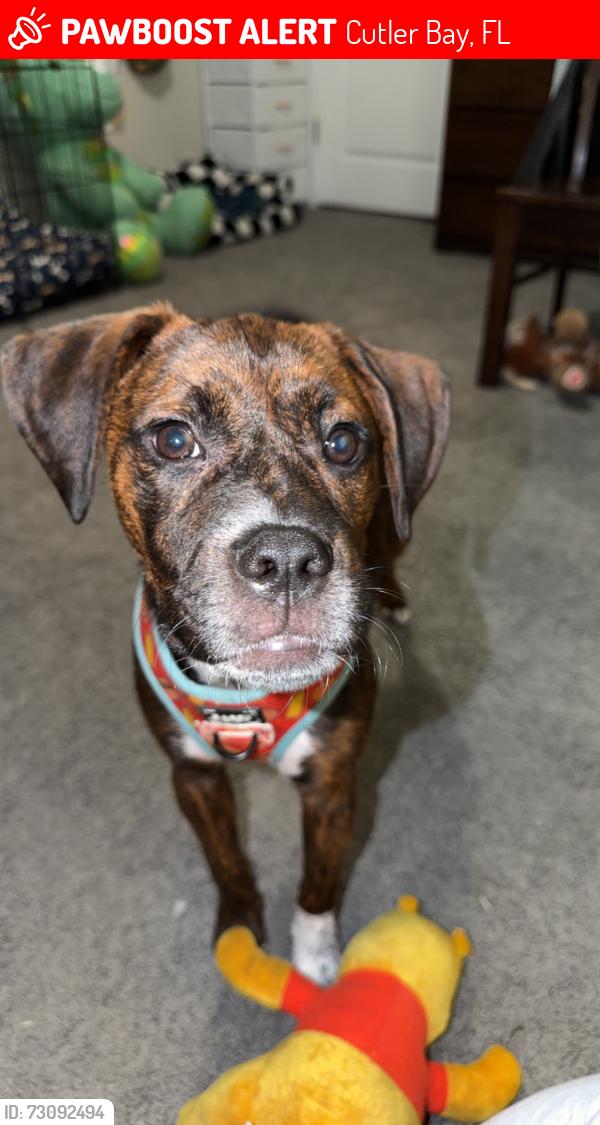Lost Male Dog last seen 186th st by el palacio de los jugos or good shepherd child care center, Cutler Bay, FL 33157