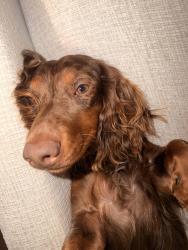 Reunited Male Dog last seen Logan park, Acworth, GA 30101