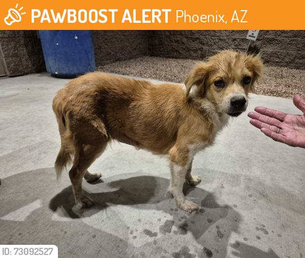 Found/Stray Female Dog last seen 7th Ave/Watkins St, Phoenix, AZ 85003