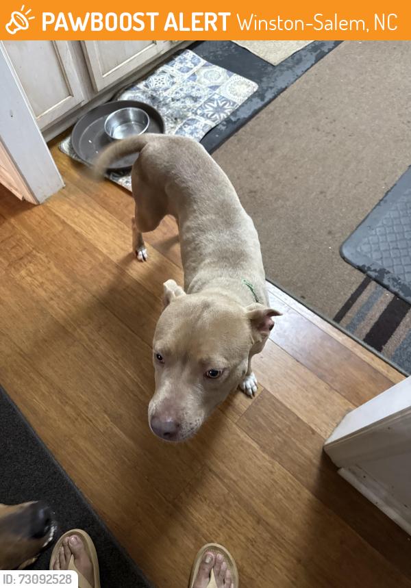 Found/Stray Female Dog last seen Peace haven road, Winston-Salem, NC 27103