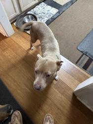 Found/Stray Female Dog last seen Peace haven road, Winston-Salem, NC 27103