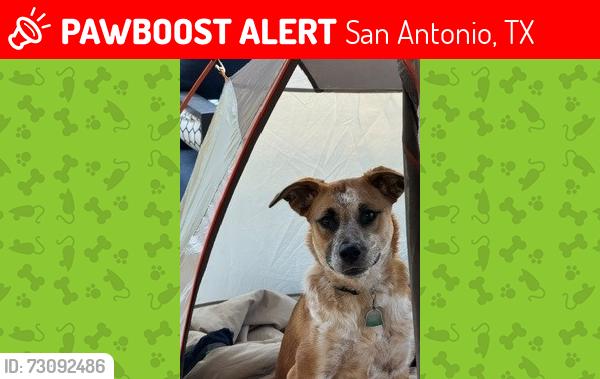 Lost Female Dog last seen The Pinnacle Neighborhood, San Antonio, TX 78258