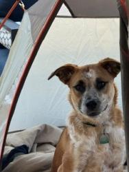 Lost Female Dog last seen The Pinnacle Neighborhood, San Antonio, TX 78258