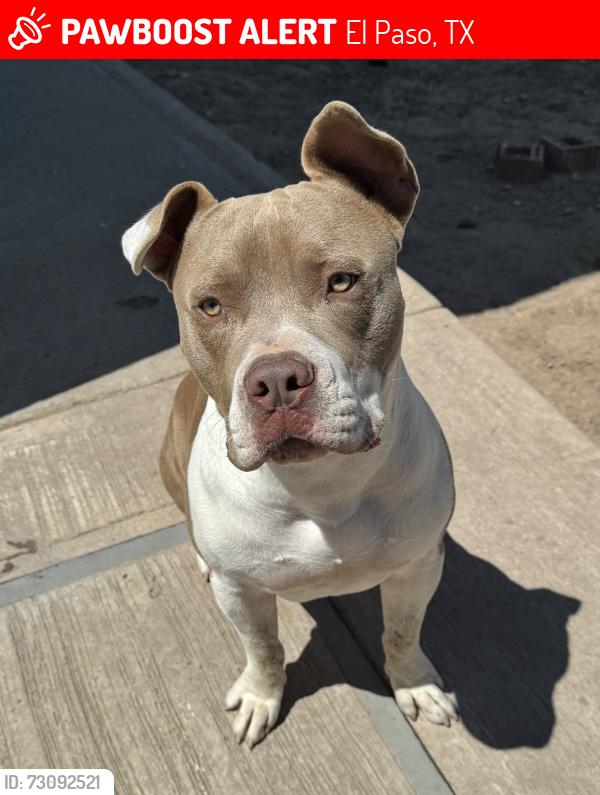 Lost Male Dog last seen Near Tesuque Drive, El Paso, TX 79905
