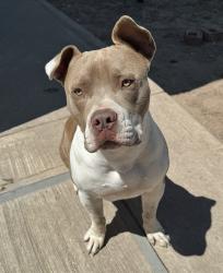 Lost Male Dog last seen Near Tesuque Drive, El Paso, TX 79905