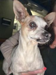 Found/Stray Male Dog last seen Kelton and Pyramid, Emerald Hills, CA 94062