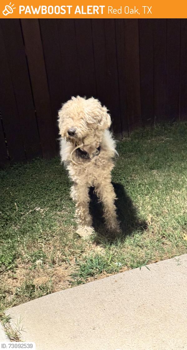 Found/Stray Unknown Dog last seen Nightingale Ln, Red Oak, TX 75154