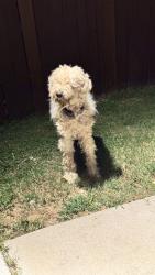 Found/Stray Unknown Dog last seen Nightingale Ln, Red Oak, TX 75154